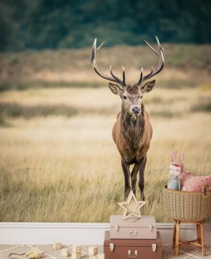 Lonely Red Stag Wallpaper Lonely Red Stag Wallpaper