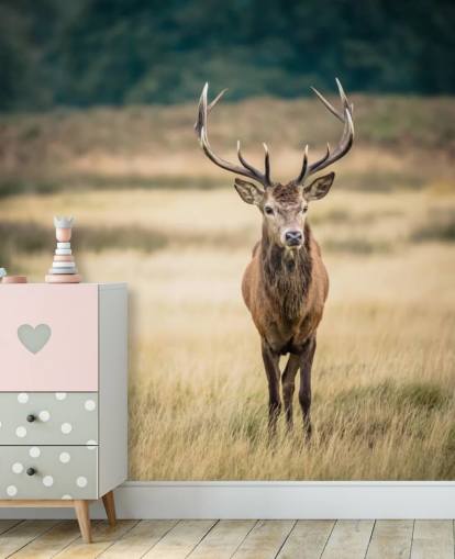 Ensam röd Stag Bakgrund Ensam röd Stag Bakgrund