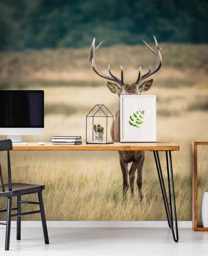 Lonely Red Stag Baggrund Lonely Red Stag Baggrund