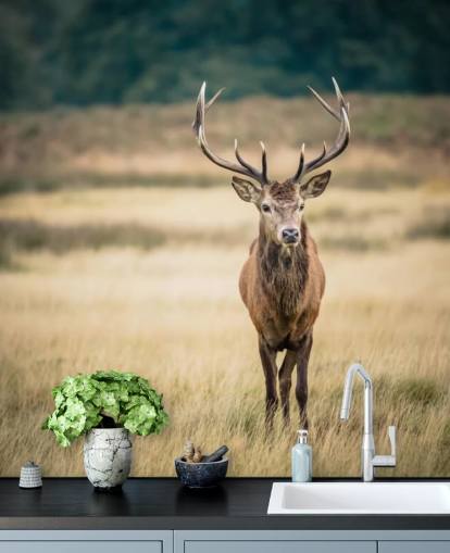 Einsamer roter Hirsch Tapete