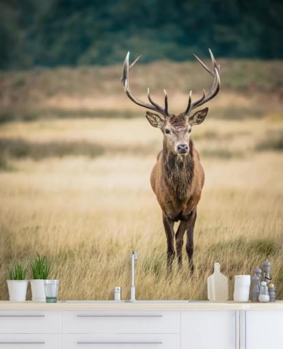 Lonely Red Stag Taustakuva Lonely Red Stag Taustakuva
