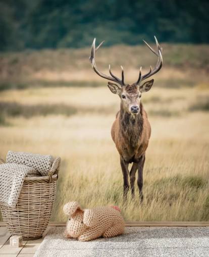 Lonely Red Stag Wallpaper