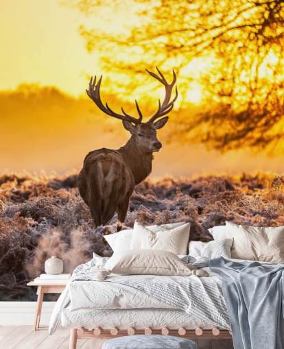 mural personalizado de papel pintado de ciervo llamado Stunning Red Deer In Morning Sun para dormitorios y salas de estar