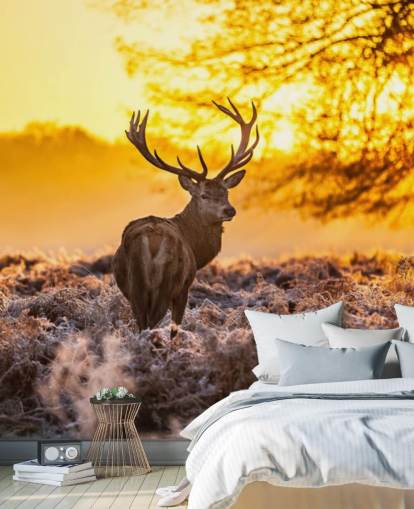 custom stag wallpaper mural called Stunning Red Deer In Morning Sun for bedrooms and living rooms