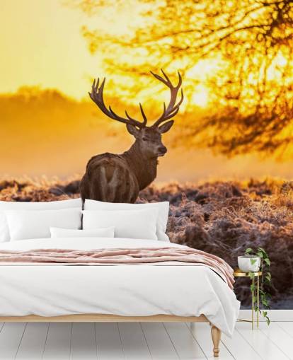 individuelle Hirsch-Tapete mit dem Titel Stunning Red Deer In Morning Sun für Schlafzimmer und Wohnzimmer