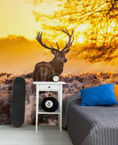 custom stag wallpaper mural called Stunning Red Deer In Morning Sun for bedrooms and living rooms