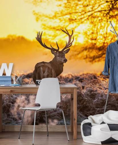 custom stag wallpaper mural called Stunning Red Deer In Morning Sun for bedrooms and living rooms