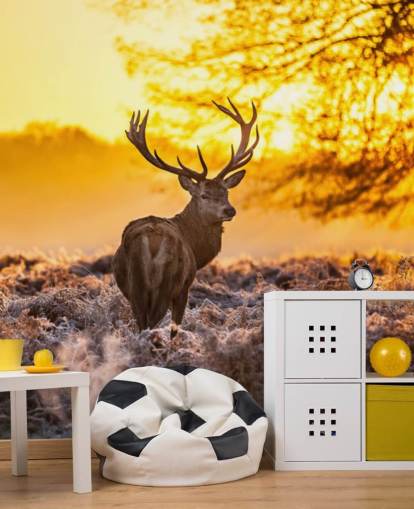 custom stag wallpaper mural called Stunning Red Deer In Morning Sun for bedrooms and living rooms custom stag wallpaper mural called Stunning Red Deer In Morning Sun for bedrooms and living rooms