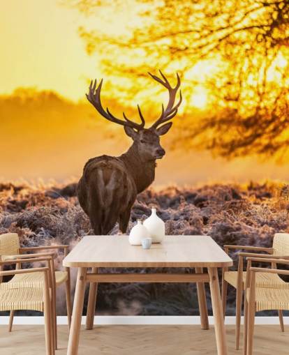 mural de papel de parede de veado personalizado chamado Stunning Red Deer In Morning Sun para quartos e salas de estar