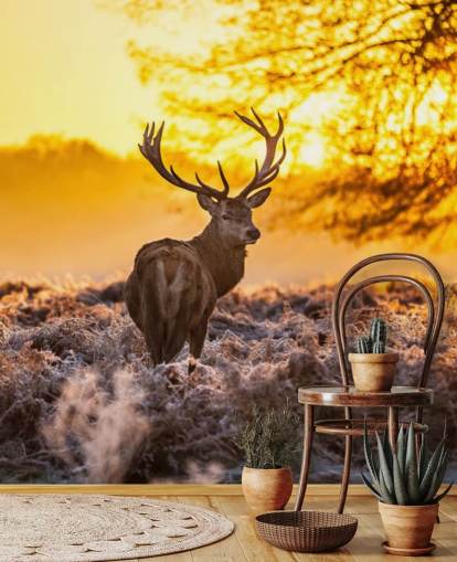 mukautettu hirvitaustakuva seinämaalaus nimeltä Stunning Red Deer In Morning Sun makuuhuoneisiin ja olohuoneisiin