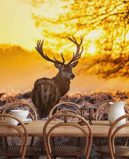 custom stag wallpaper mural called Stunning Red Deer In Morning Sun for bedrooms and living rooms