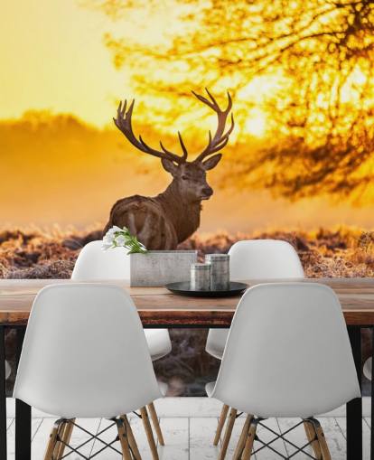 mural personalizado de papel pintado de ciervo llamado Stunning Red Deer In Morning Sun para dormitorios y salas de estar mural personalizado de papel pintado de ciervo llamado Stunning Red Deer In Morning Sun para dormitorios y salas de estar