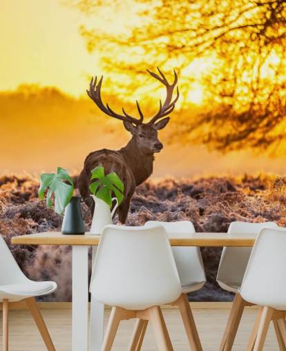 op maat gemaakte hertenbehangmuurschildering genaamd Stunning Red Deer In Morning Sun voor slaapkamers en woonkamers