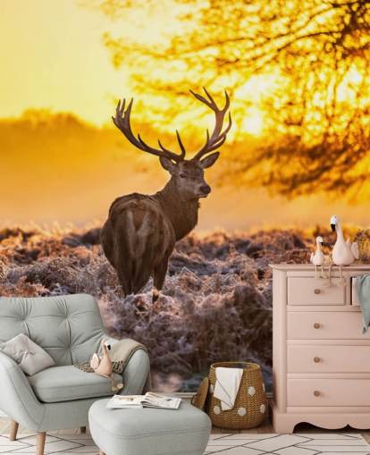papier peint mural personnalisé en forme de cerf appelé Stunning Red Deer In Morning Sun pour les chambres et les salons