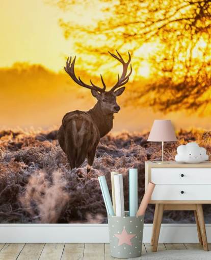 custom stag wallpaper mural called Stunning Red Deer In Morning Sun for bedrooms and living rooms