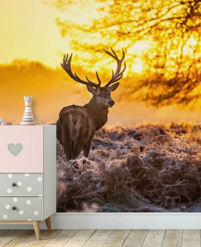 mukautettu hirvitaustakuva seinämaalaus nimeltä Stunning Red Deer In Morning Sun makuuhuoneisiin ja olohuoneisiin