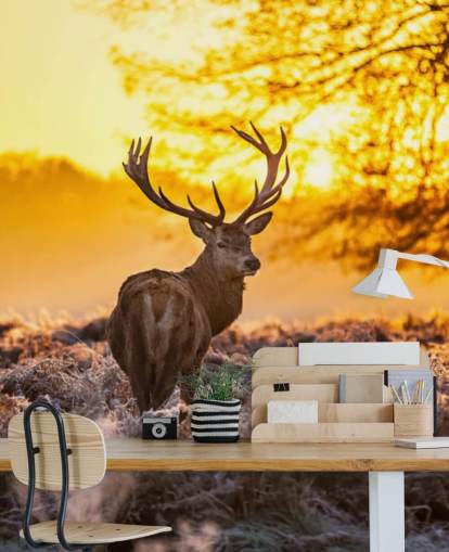 mural personalizado de papel pintado de ciervo llamado Stunning Red Deer In Morning Sun para dormitorios y salas de estar