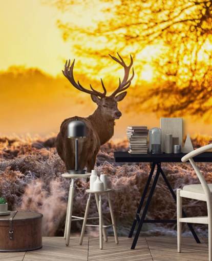custom stag wallpaper mural called Stunning Red Deer In Morning Sun for bedrooms and living rooms