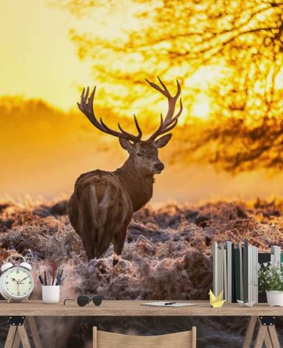 mural personalizado de papel pintado de ciervo llamado Stunning Red Deer In Morning Sun para dormitorios y salas de estar