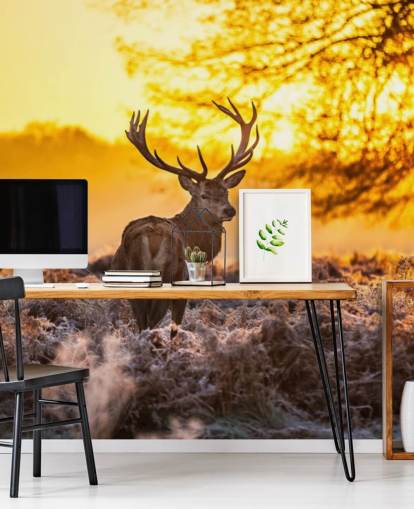 op maat gemaakte hertenbehangmuurschildering genaamd Stunning Red Deer In Morning Sun voor slaapkamers en woonkamers