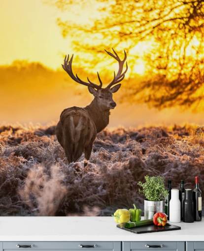 brugerdefineret hjort tapetmaleri kaldet Stunning Red Deer In Morning Sun til soveværelser og stuer brugerdefineret hjort tapetmaleri kaldet Stunning Red Deer In Morning Sun til soveværelser og stuer