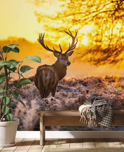 tilpasset hjort tapetmaleri kalt Stunning Red Deer In Morning Sun for soverom og stuer