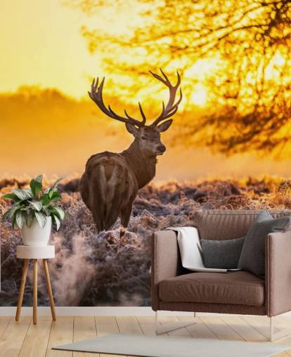 mural personalizado de papel pintado de ciervo llamado Stunning Red Deer In Morning Sun para dormitorios y salas de estar