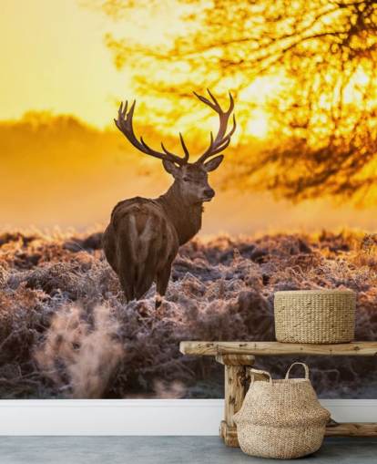 custom stag wallpaper mural called Stunning Red Deer In Morning Sun for bedrooms and living rooms custom stag wallpaper mural called Stunning Red Deer In Morning Sun for bedrooms and living rooms
