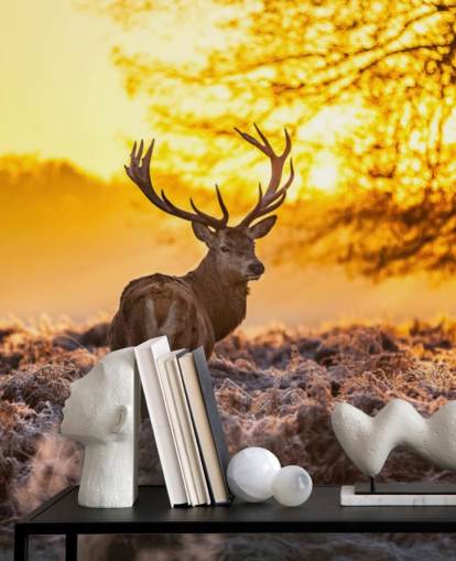 mural de papel de parede de veado personalizado chamado Stunning Red Deer In Morning Sun para quartos e salas de estar