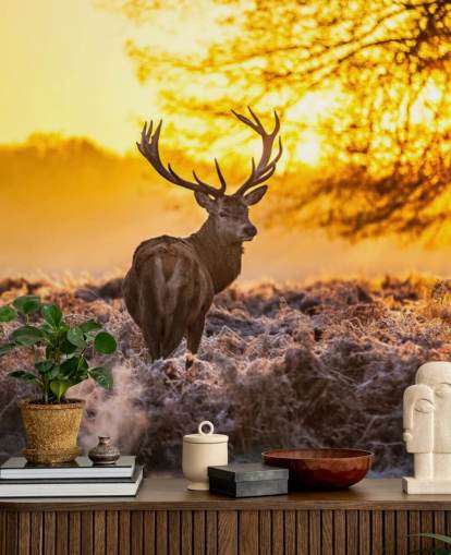 mural de papel de parede de veado personalizado chamado Stunning Red Deer In Morning Sun para quartos e salas de estar