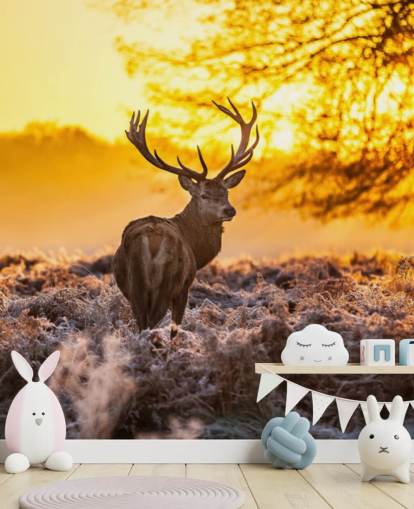 custom stag wallpaper mural called Stunning Red Deer In Morning Sun for bedrooms and living rooms