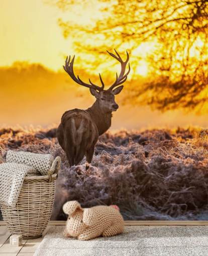 custom stag wallpaper mural called Stunning Red Deer In Morning Sun for bedrooms and living rooms
