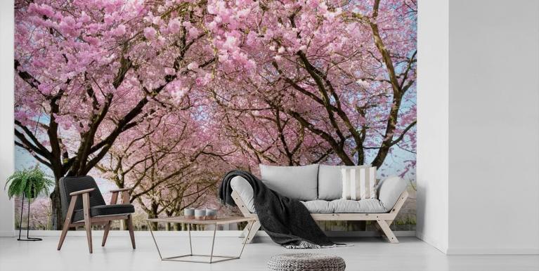 Cherry Blossom Wallpaper & Wall Murals | Wallsauce UK