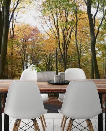 Sti Gennem Autumnal Forest Baggrund Sti Gennem Autumnal Forest Baggrund