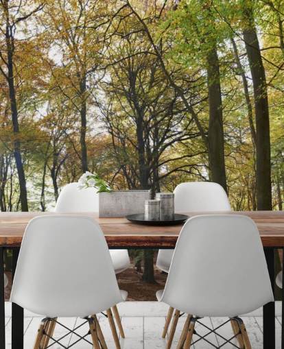 sunlit woodland wallpaper mural called Autumn Woodland for lounges, home offices and dining rooms