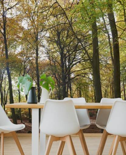 zonovergoten bosbehangmuurschildering genaamd Autumn Woodland voor lounges, kantoren aan huis en eetkamers zonovergoten bosbehangmuurschildering genaamd Autumn Woodland voor lounges, kantoren aan huis en eetkamers
