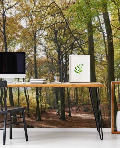 sunlit woodland wallpaper mural called Autumn Woodland for lounges, home offices and dining rooms sunlit woodland wallpaper mural called Autumn Woodland for lounges, home offices and dining rooms
