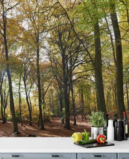 sunlit woodland wallpaper mural called Autumn Woodland for lounges, home offices and dining rooms sunlit woodland wallpaper mural called Autumn Woodland for lounges, home offices and dining rooms