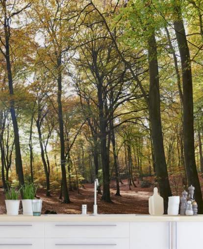 Wandtapete im sonnenbeschienenen Wald namens Autumn Woodland für Lounges, Heimbüros und Esszimmer