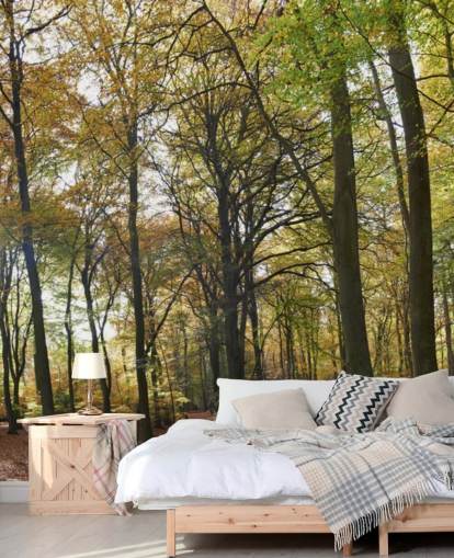 sunlit woodland wallpaper mural called Autumn Woodland for lounges, home offices and dining rooms sunlit woodland wallpaper mural called Autumn Woodland for lounges, home offices and dining rooms