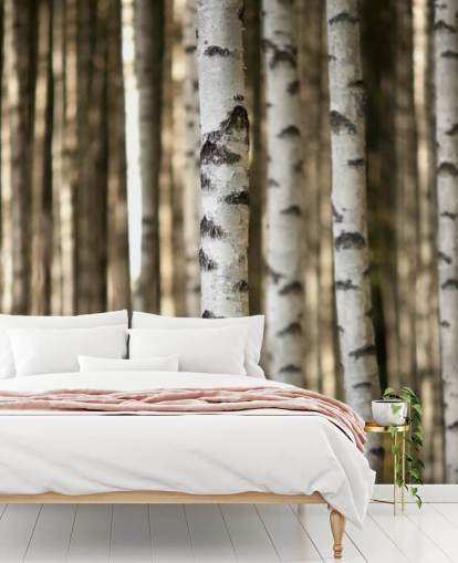 Silver Birch Bakgrunn