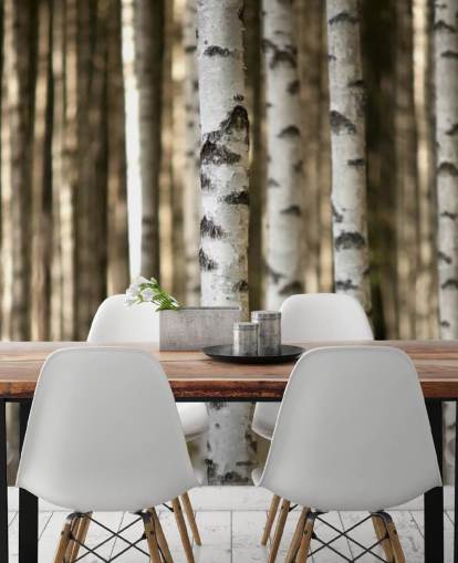 Silver Birch Bakgrund