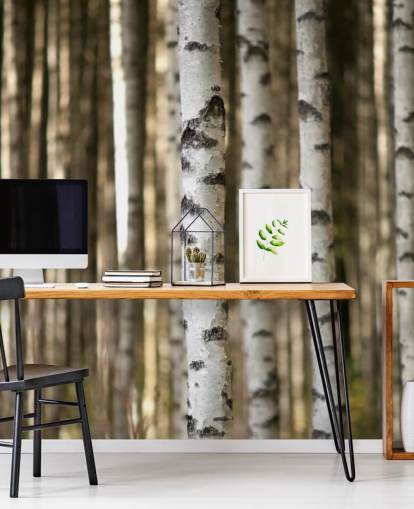 Silver Birch behang
