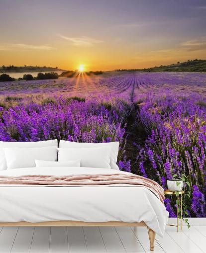 Lilla lavendel Felt med solnedgang Bakgrunn