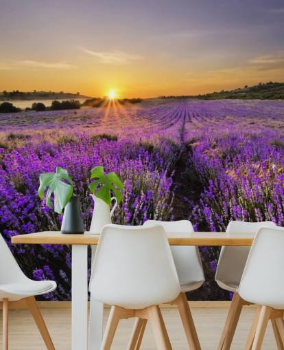 Purple Lavender Field with Sunset Wallpaper