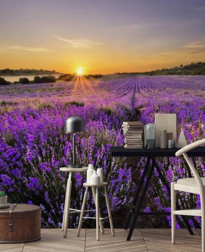 Lila lavendel Fält med Sunset Lila lavendel Fält med Sunset