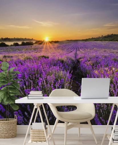 Fondo de pantalla de campo lavanda púrpura con atardecer Fondo de pantalla de campo lavanda púrpura con atardecer