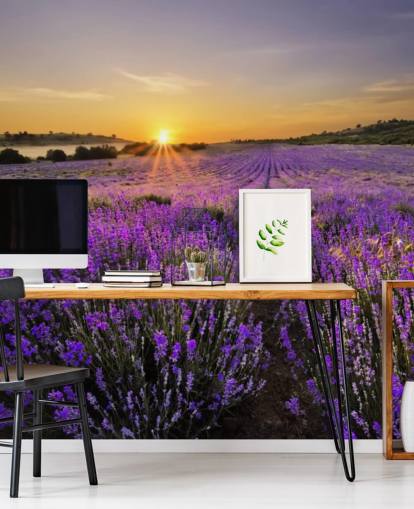Campo di lavanda viola con carta da parati tramonto