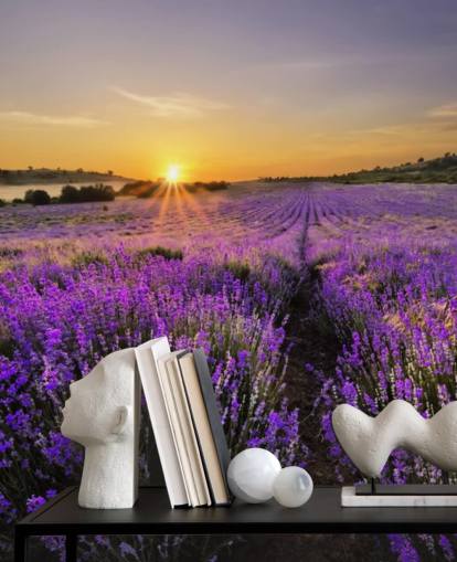 Lilla lavendel Felt med solnedgang Bakgrunn