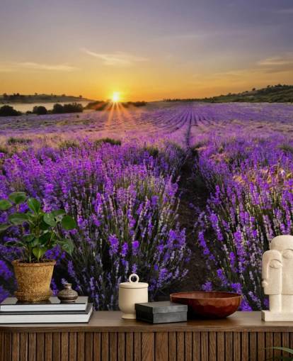 Lilla lavendel Felt med solnedgang Bakgrunn Lilla lavendel Felt med solnedgang Bakgrunn